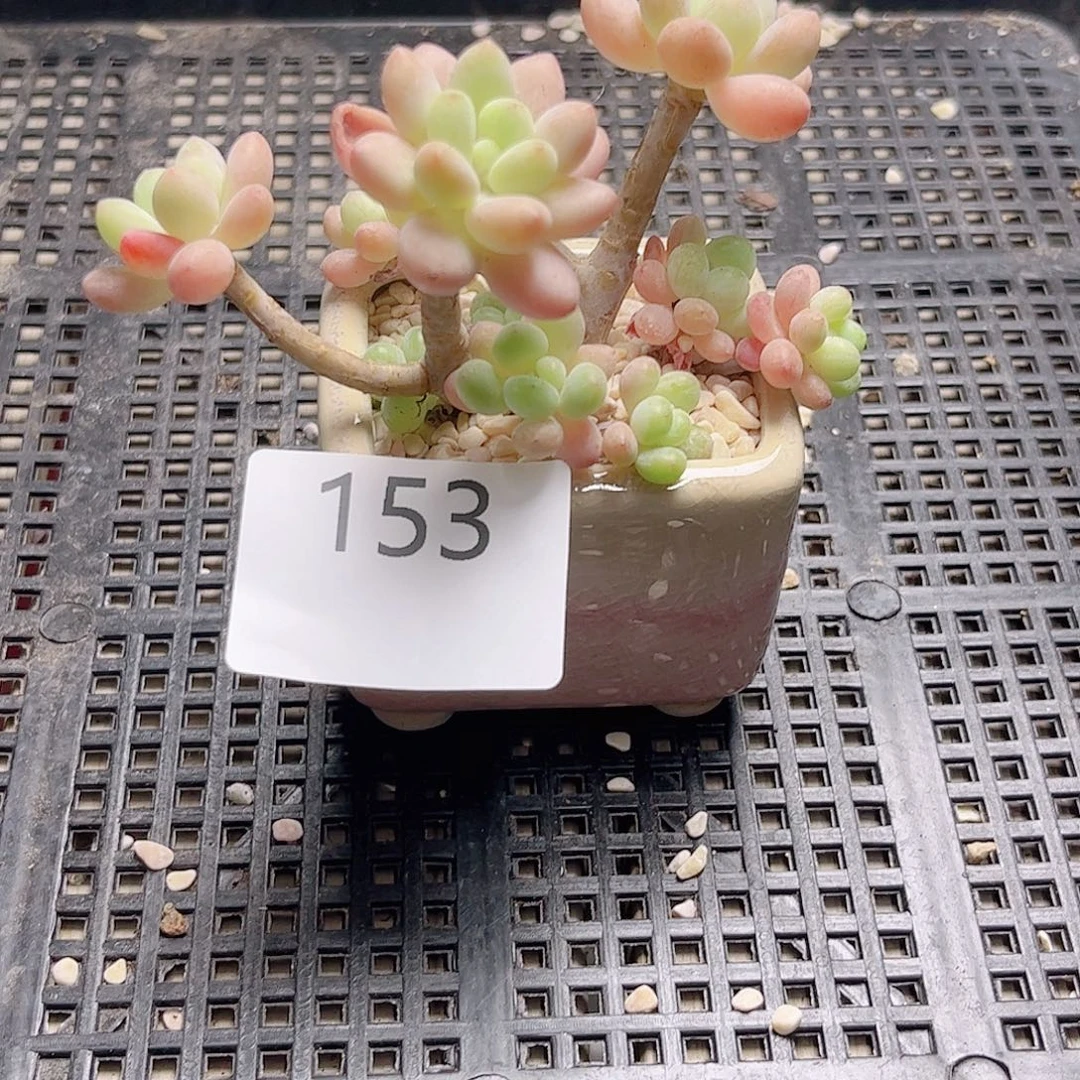 多肉植物一物一拍达芙妮153