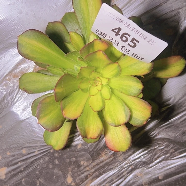 点****0465绍修七彩多肉植物