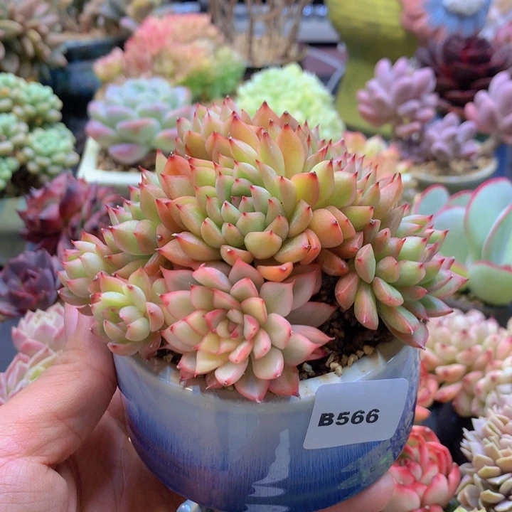 一物一拍含盆土满38包邮B566