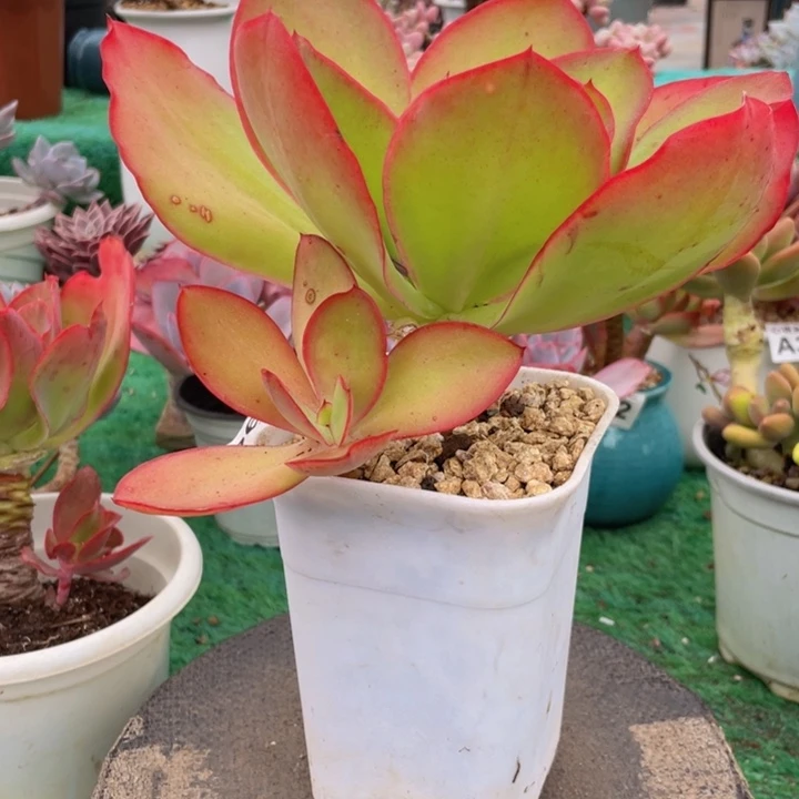 雨***！帕比玫瑰一物一拍