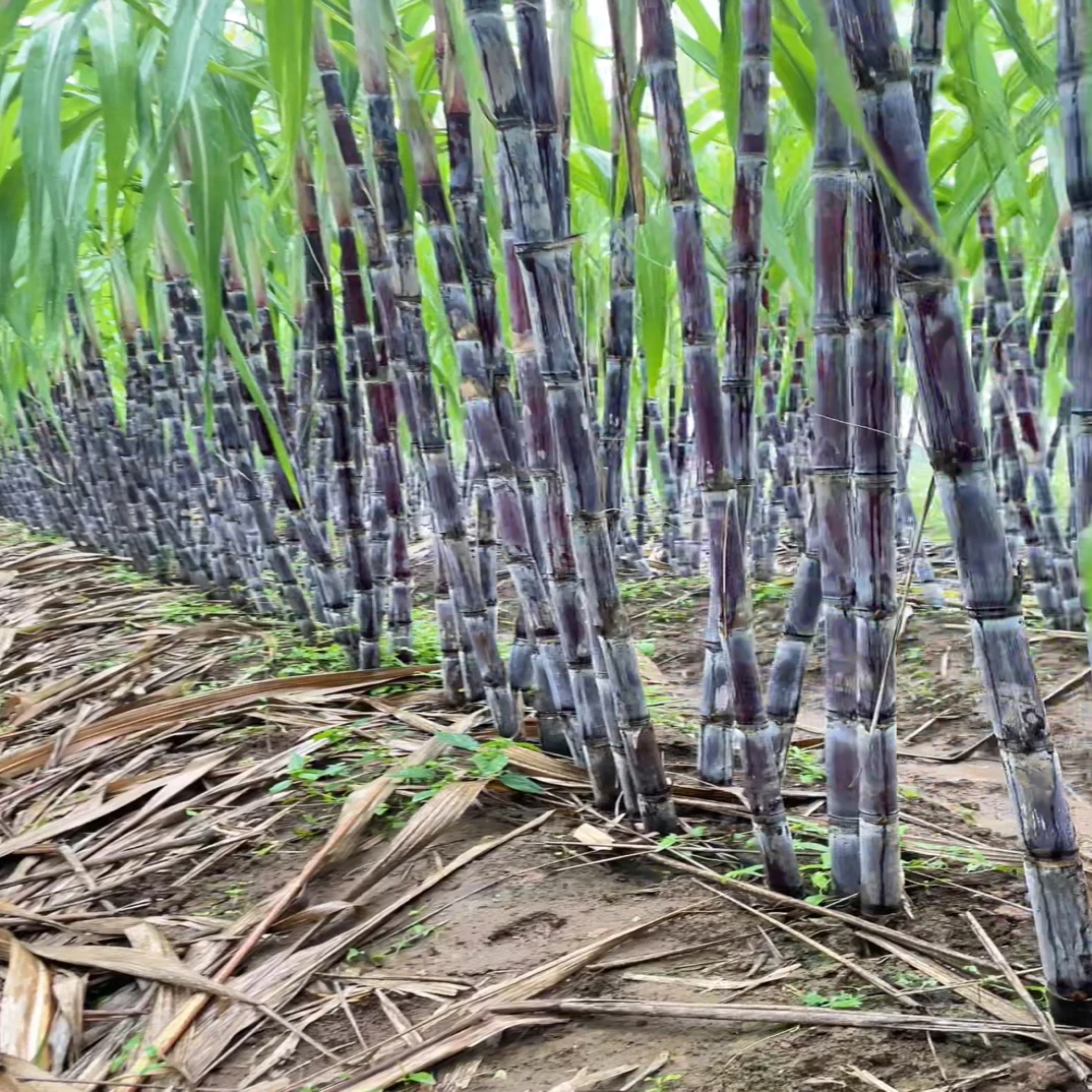 甘蔗新鲜当季现砍水果甘蔗脆甜多汁