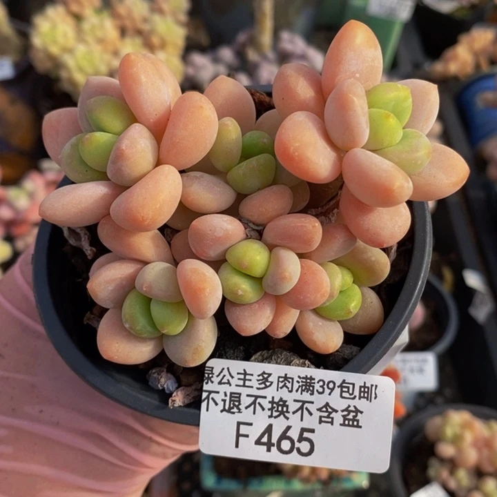 橘子洛神7cm465多肉植物