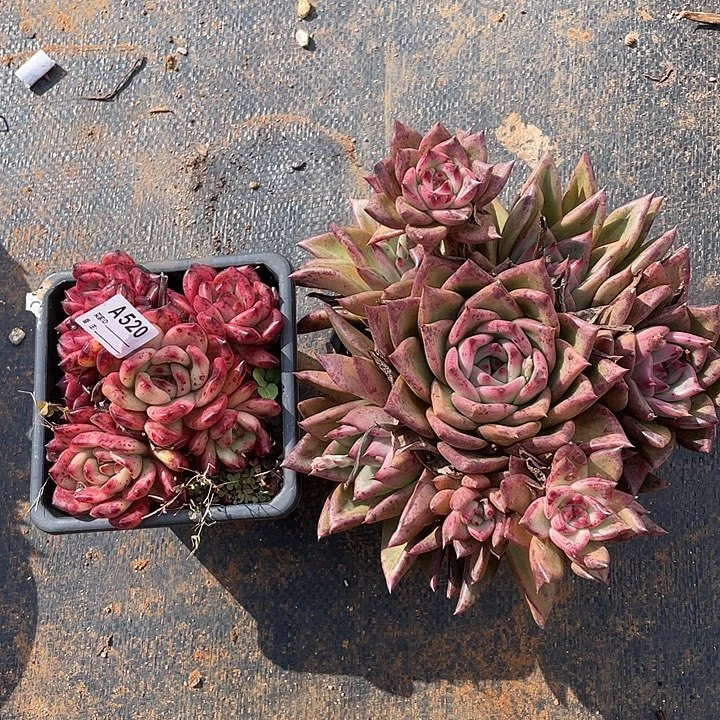 若如东云组拍A520