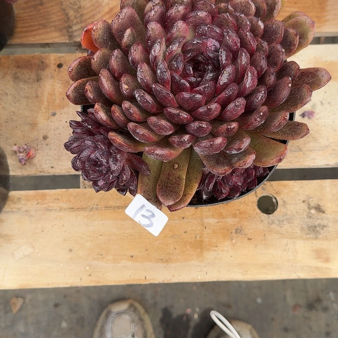 13 号水晶多肉植物 0000