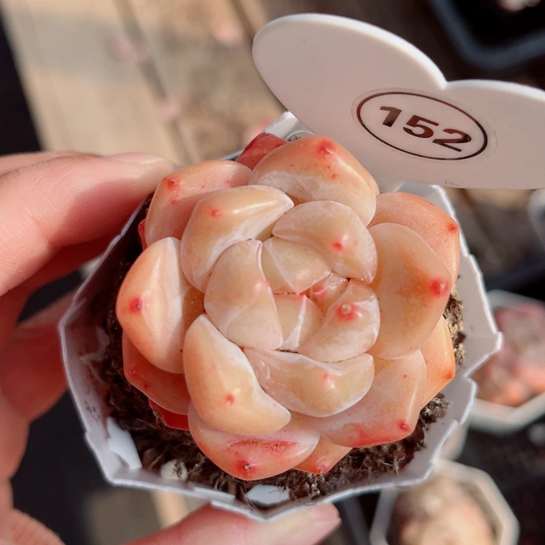 152号小老桩糖心单头