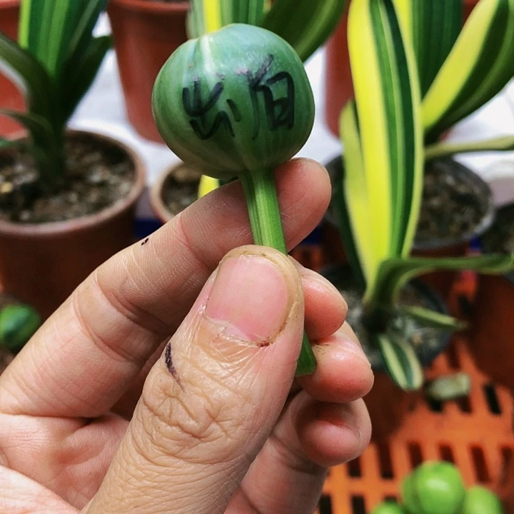 【闪购商品】完全开放用****6