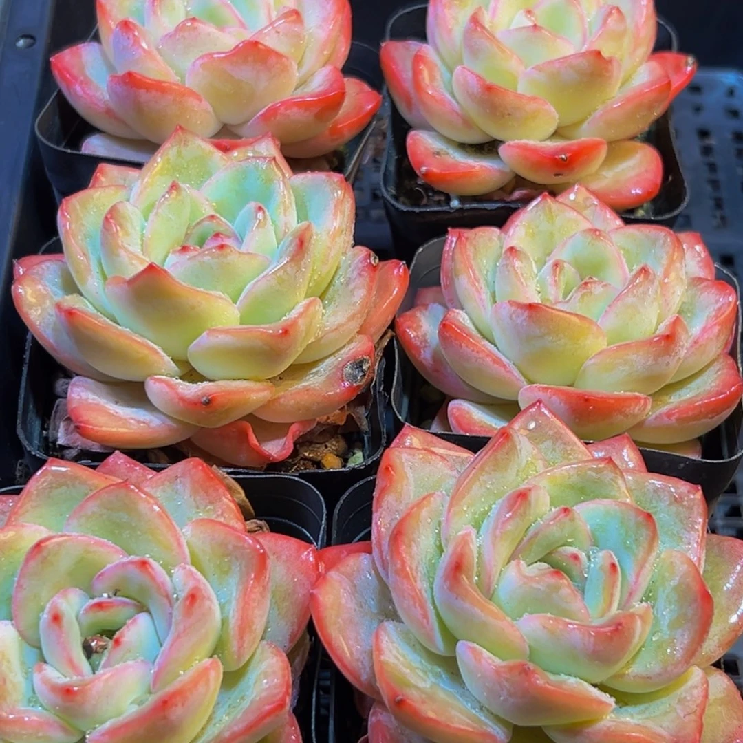 013多肉葡萄的味道是真的很