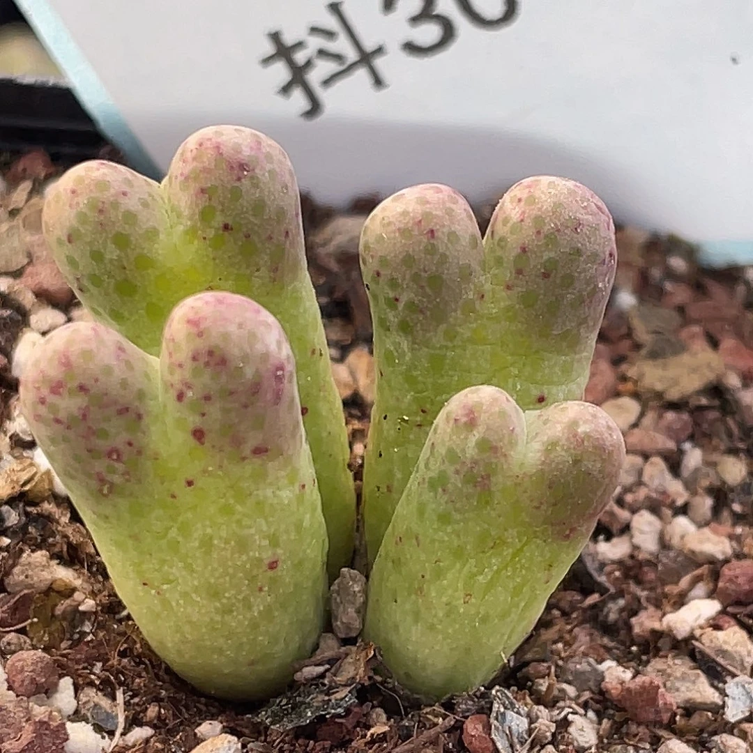 30-132斑马955d肉锥