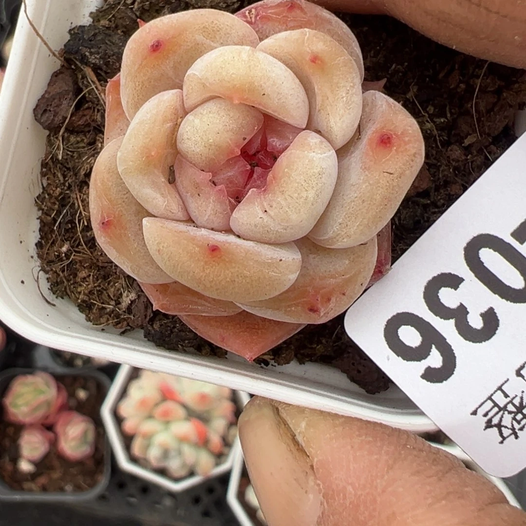 小卡拉米糖心一物一拍25-36