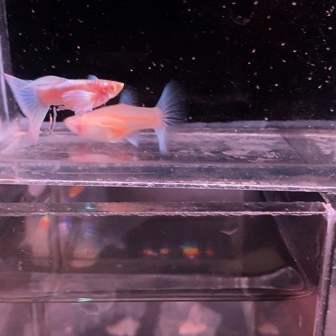 孔雀鱼蓝色飞船一对