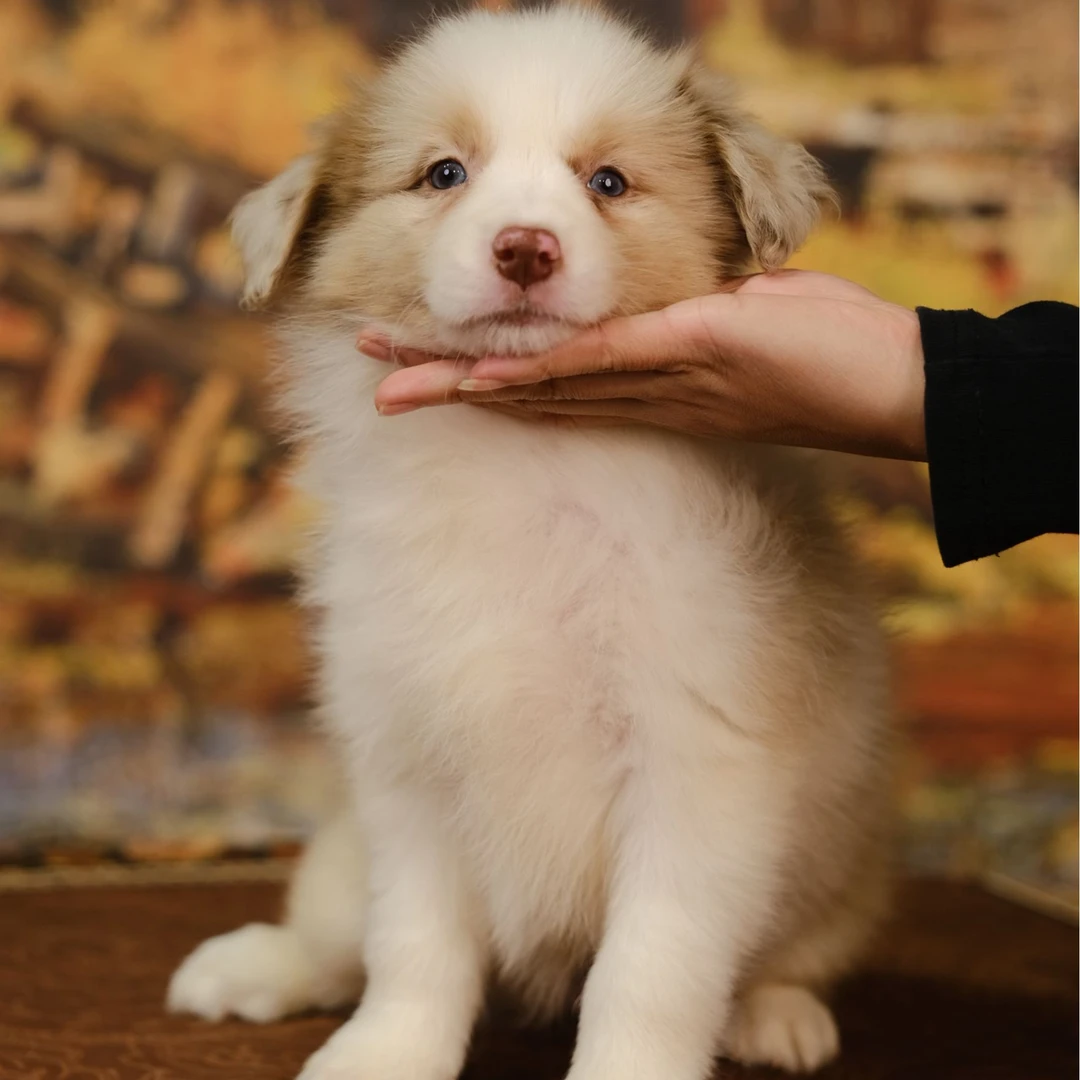 【摩根帝国专属】（红宝石）丁香红陨石妹妹边牧幼犬