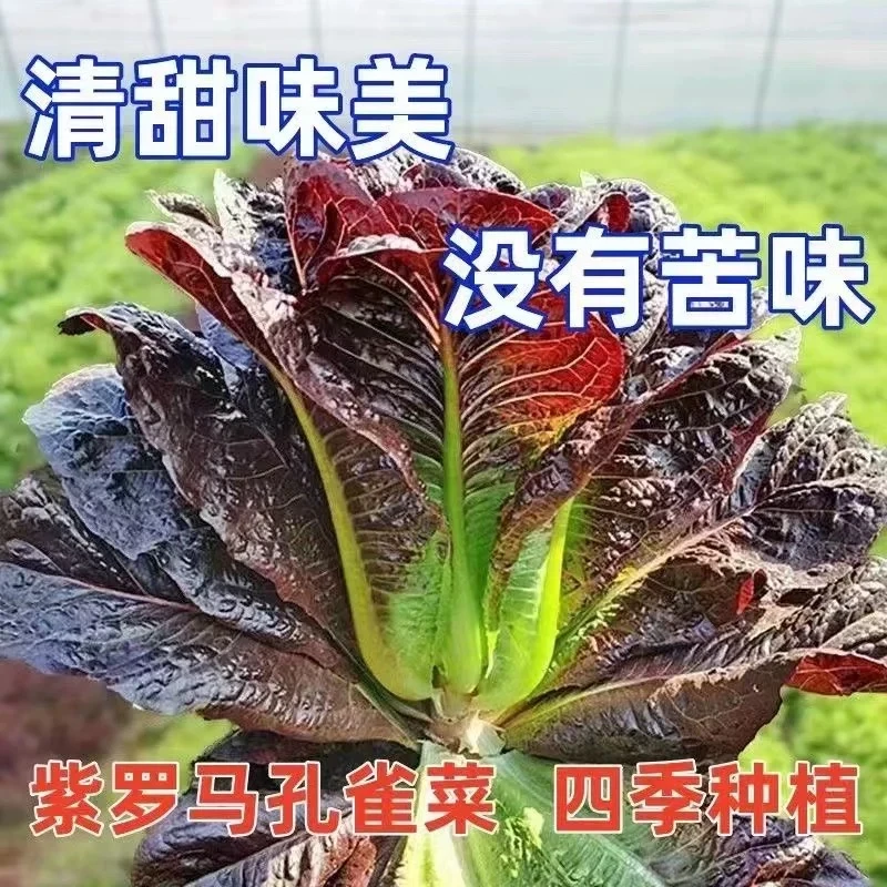 【全店任意满5包包邮】紫孔雀菜种子