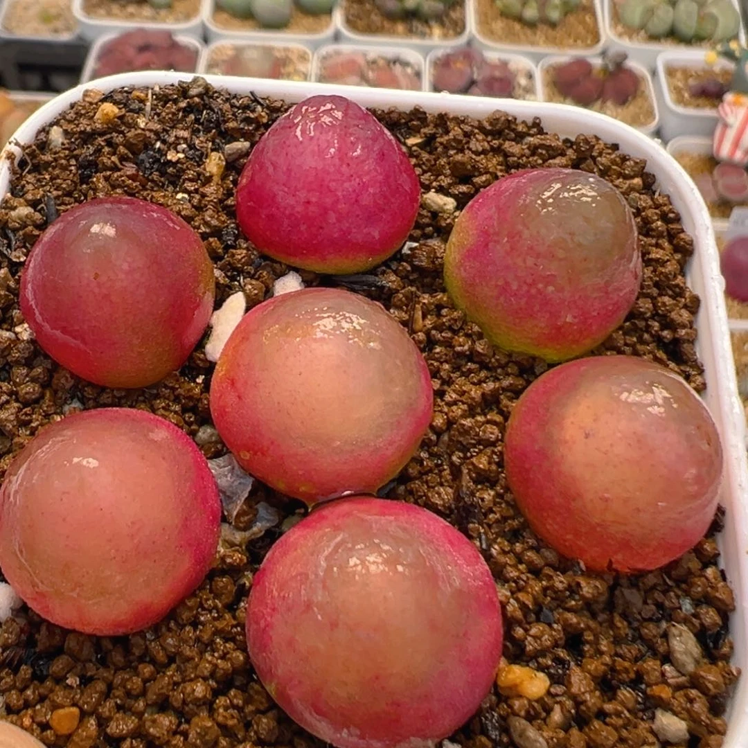 78多肉植物百科灯泡