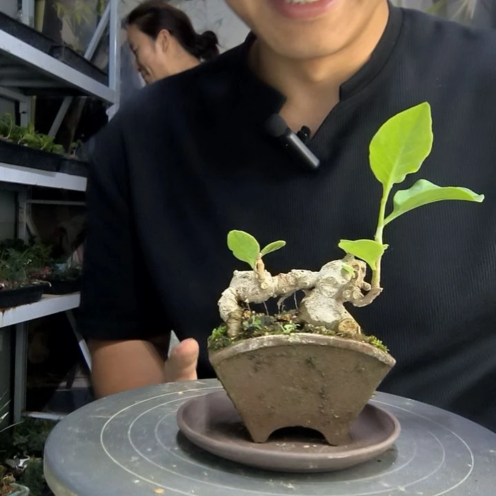 六***?中青园艺一物一拍186