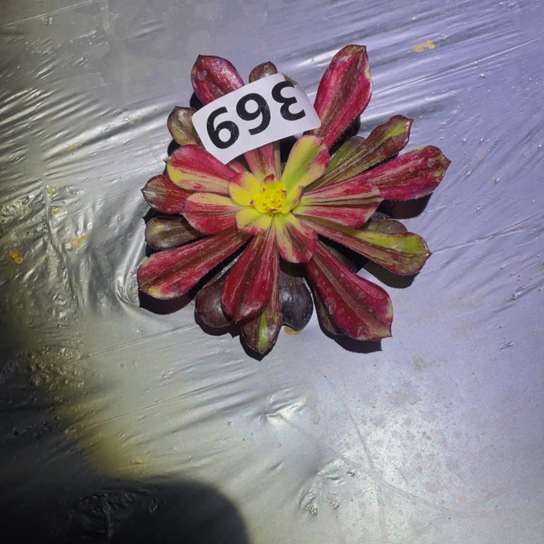 武媚娘多肉植物多肉369