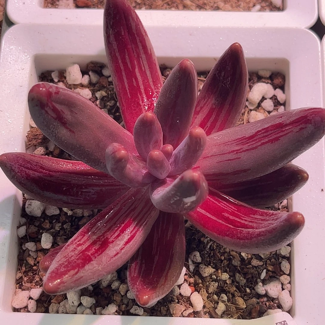 尚品园艺福利锦母本头盖8366