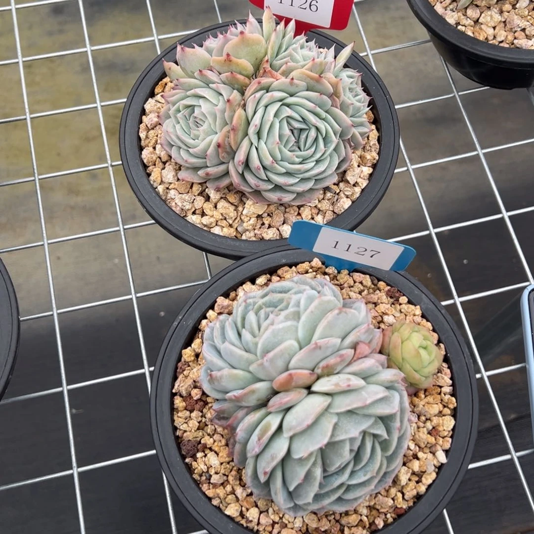 S****g1127，1126多肉多多多多多