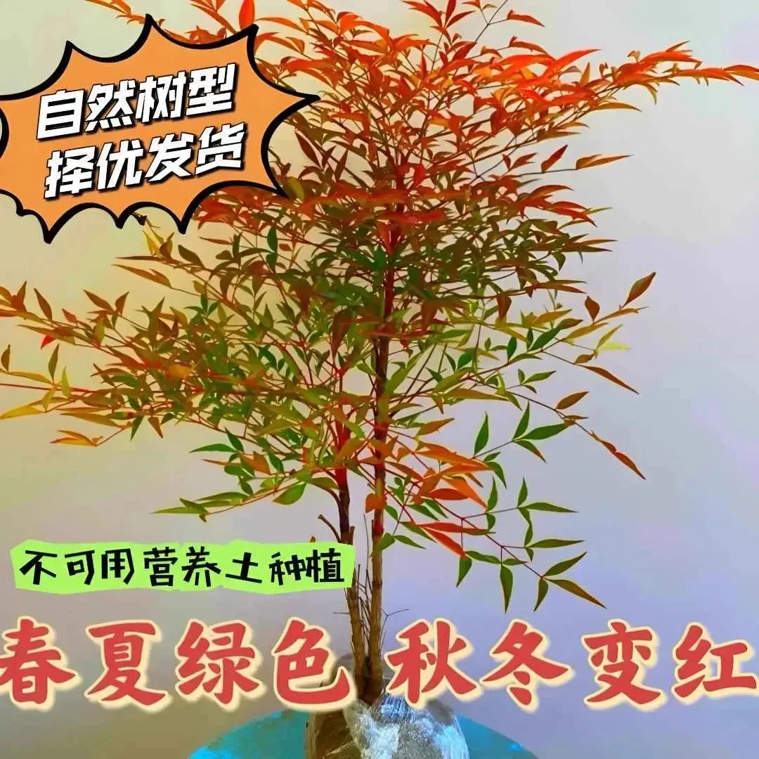 火焰南天竹四季红天竹盆景老桩树苗庭院室内万年红盆栽竹子X3