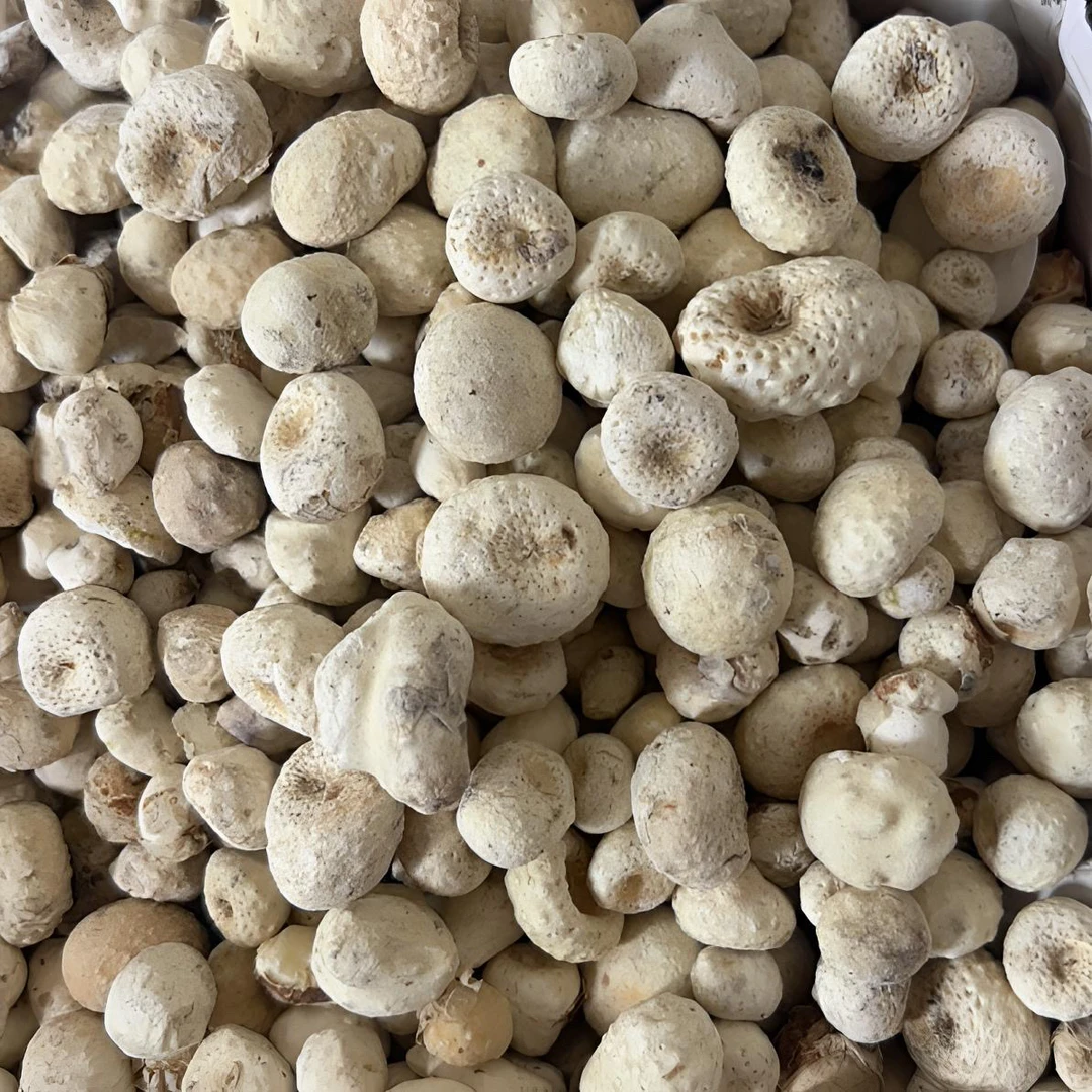 甘肃无制旱半厦原生态拍一单发500克产地直发半夏