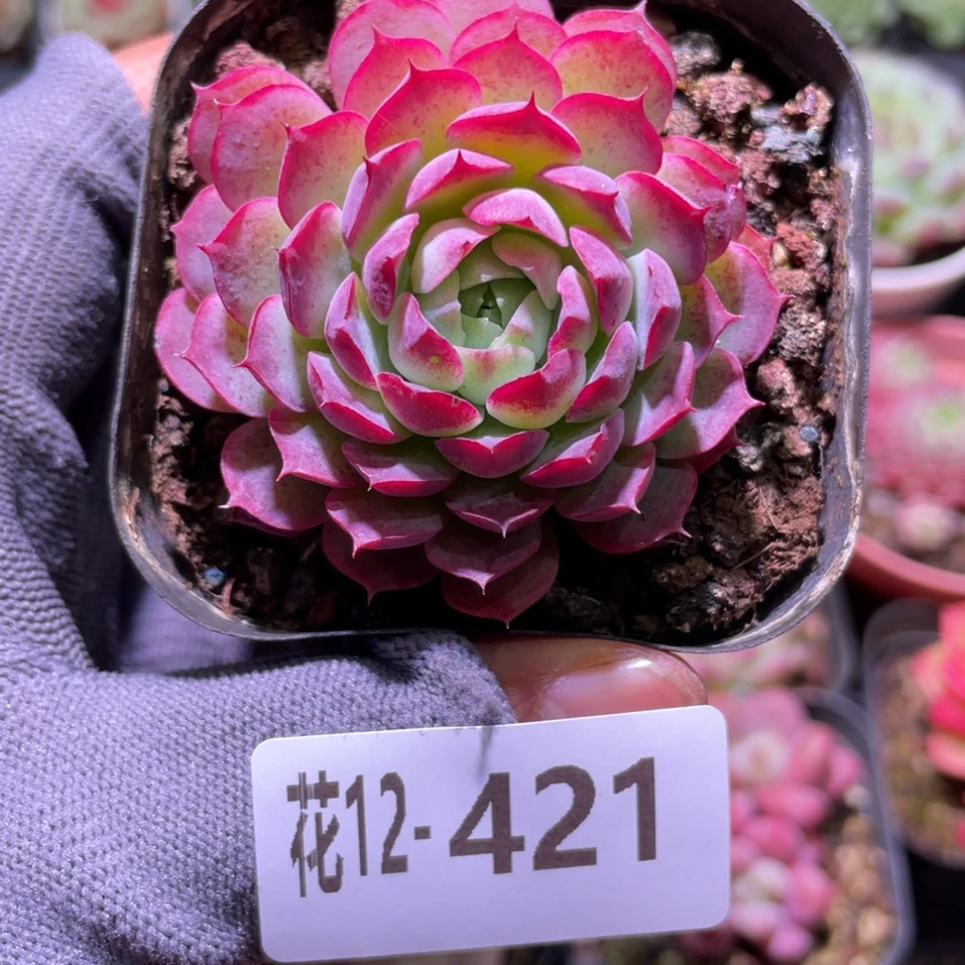 花利美12-421朱砂痣