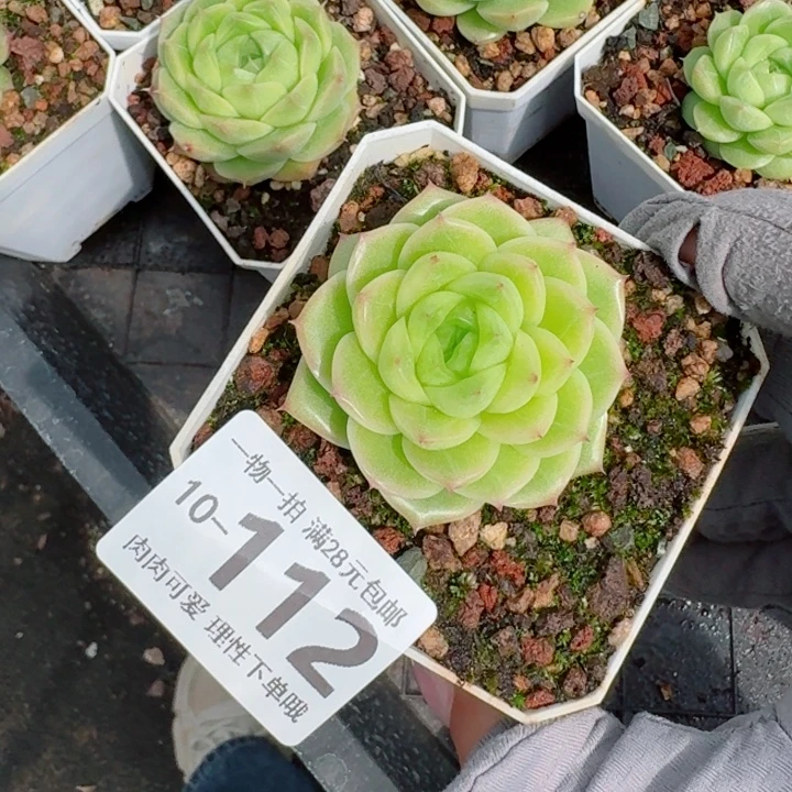 阿祖多肉无盆土发货无盆