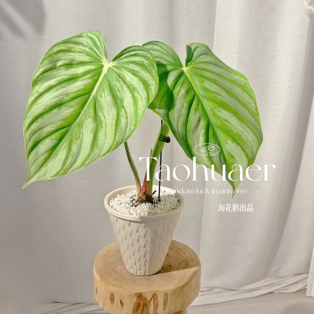 西瓜碧浪奇特观叶绿植花卉盆栽办公室内电脑桌面吸甲醛