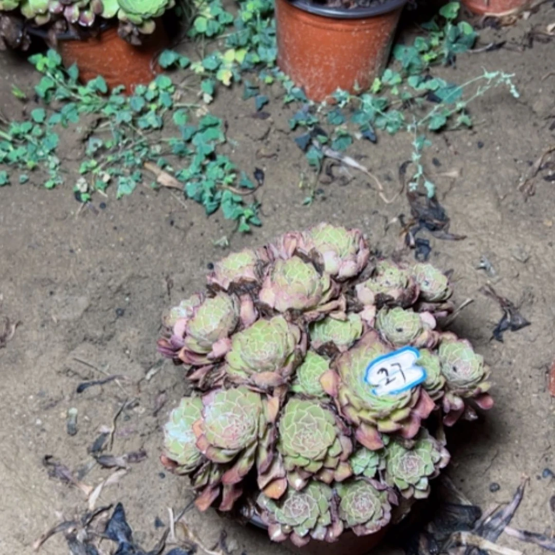 【闪购商品】竹****花红魔断枝不包27