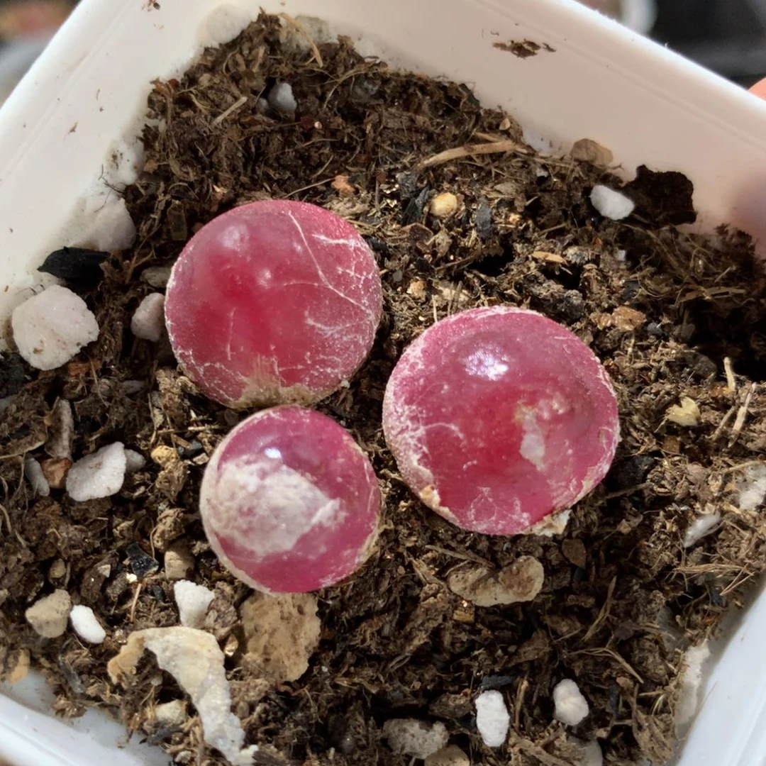 338灯泡一盆一盆