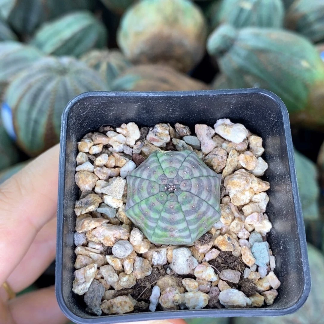 欧系实生布纹球一物一拍