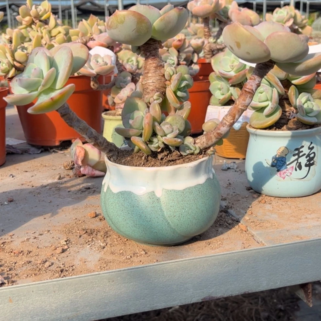 【闪购商品】无花朵陌**留