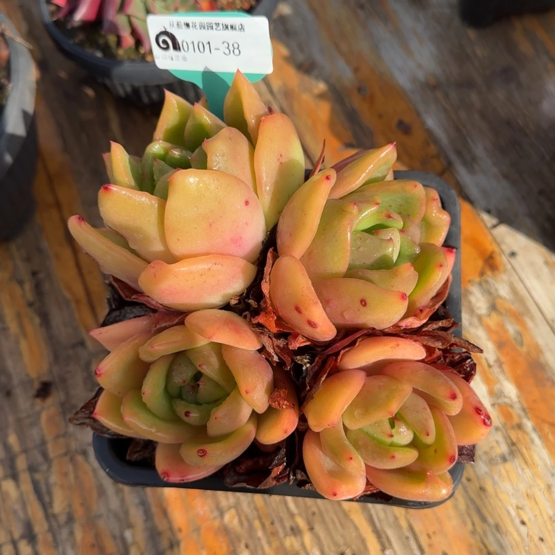 从前慢花园多肉编号0101-38