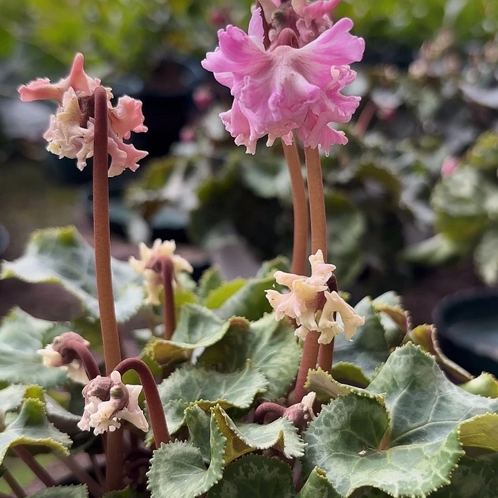 完全开放粉色无敌皱皱宴