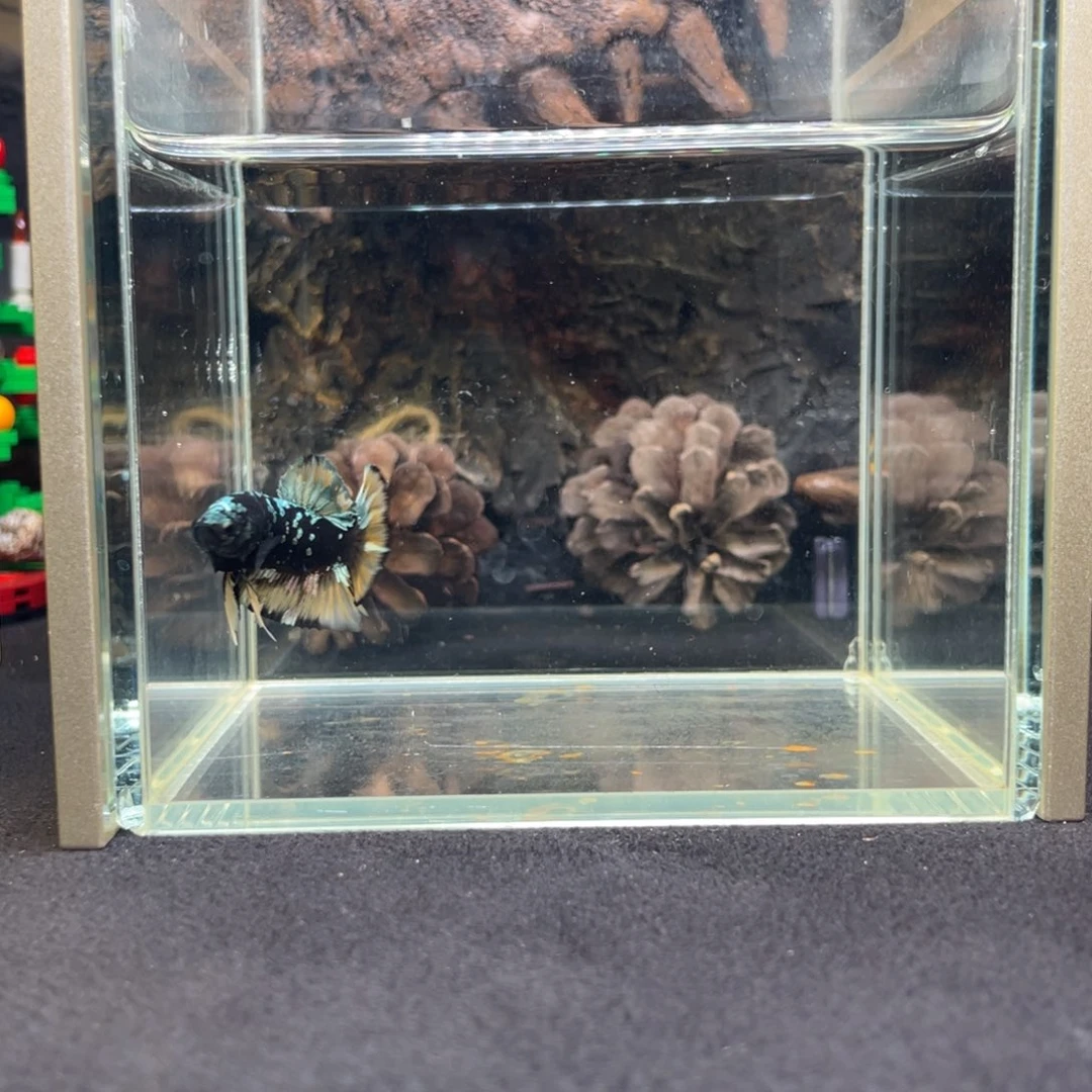 斗鱼鱼次元竞价一月四日竞价