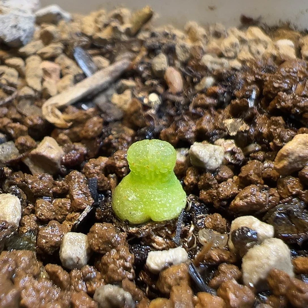 96多肉植物百科小葫芦