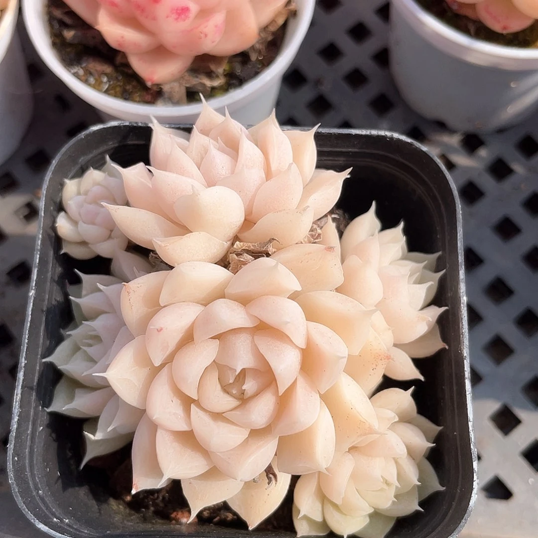 优选女王福利8939