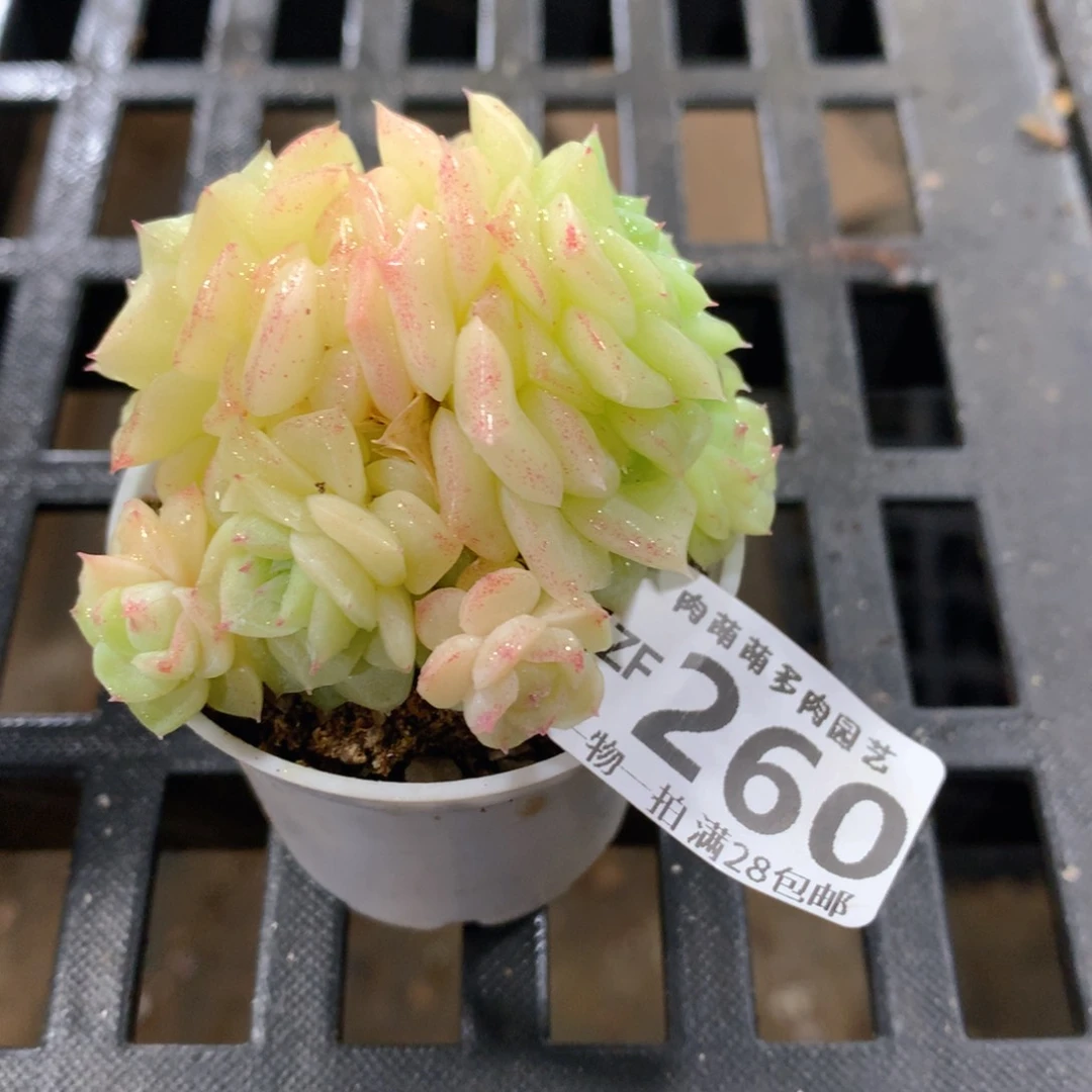 肉萌萌拇指盆精控多肉ZF260