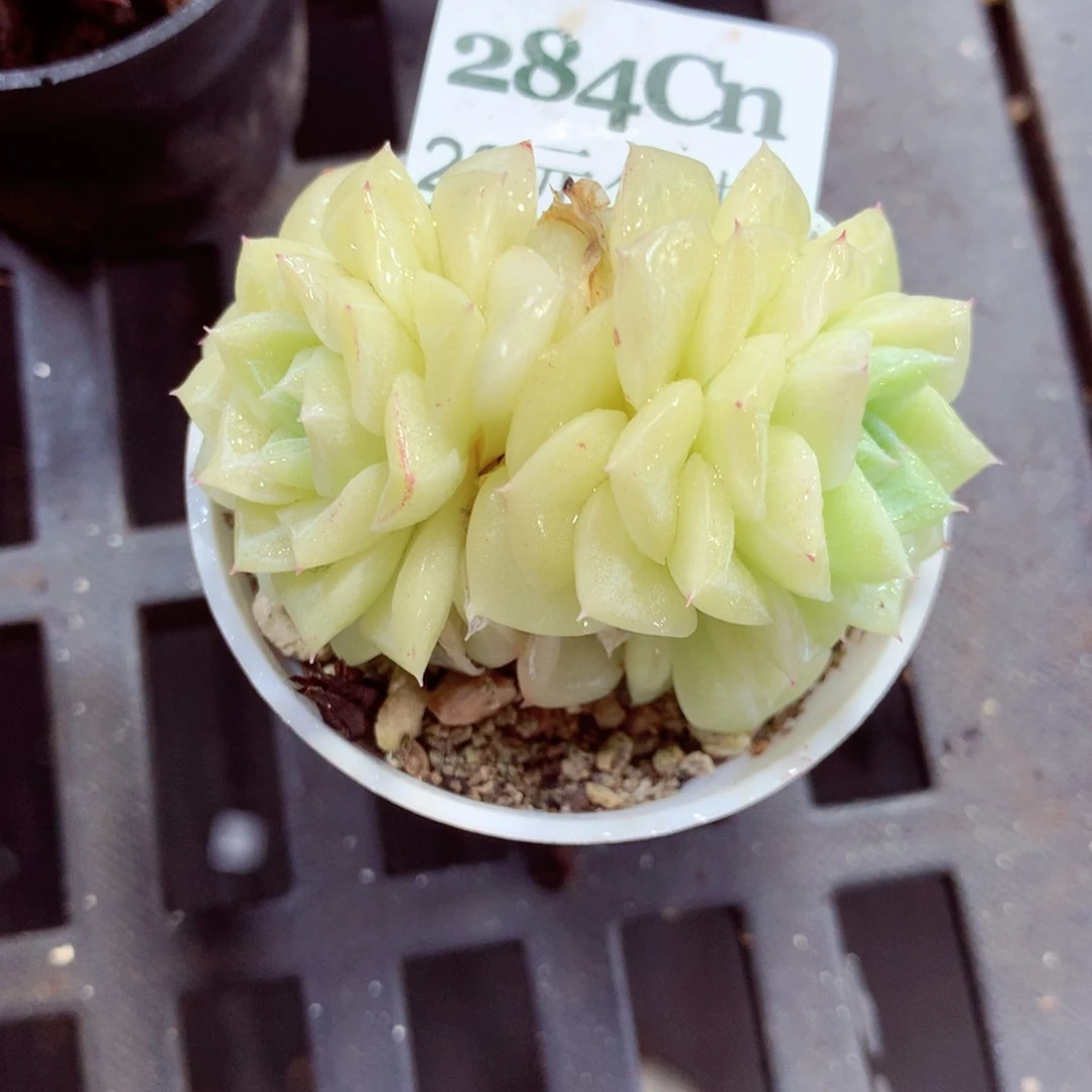 5厘米盆精控多肉284