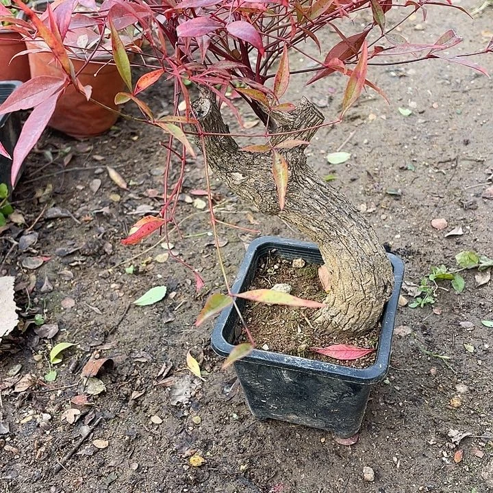 开***心无花朵25价格菊花计划经济