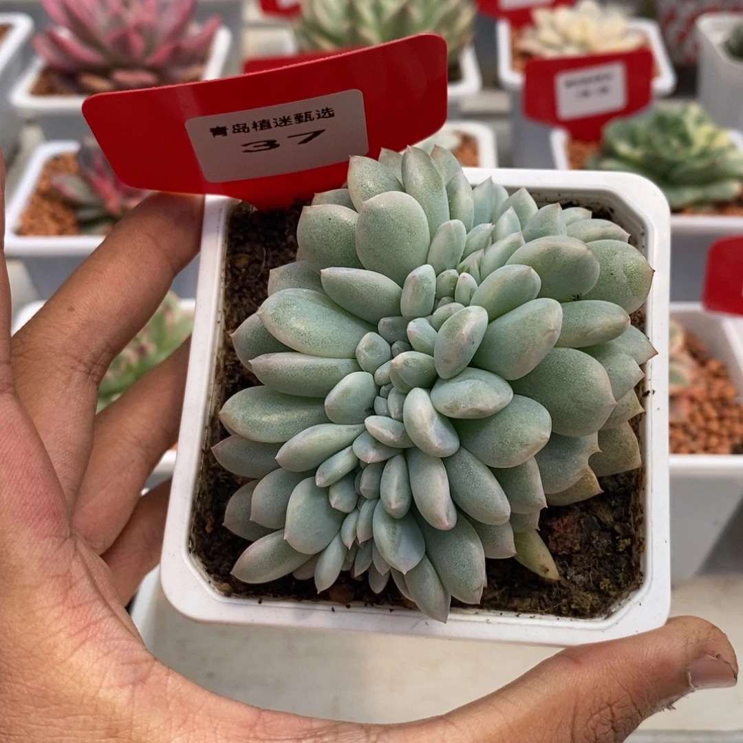 37号橙梦露缀多肉