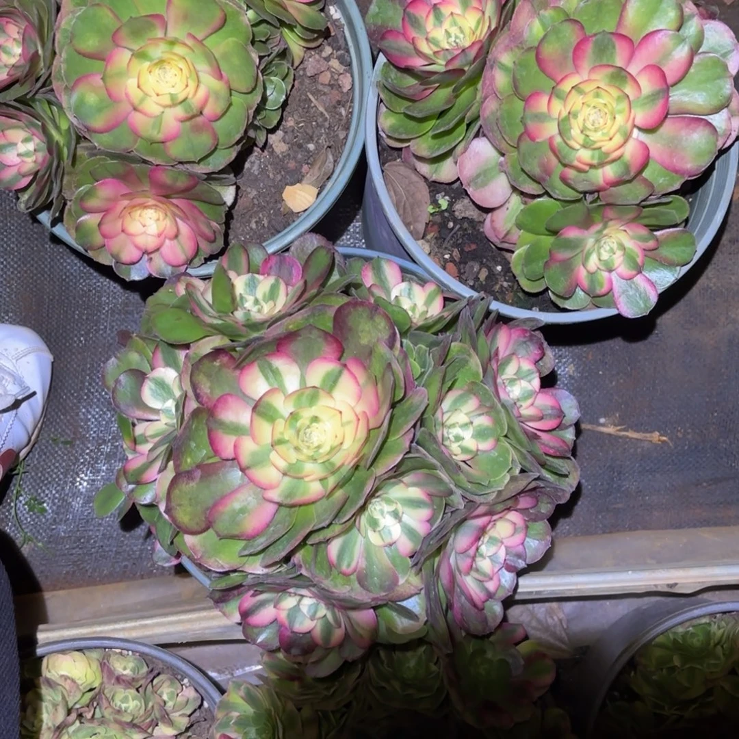 云南多肉植物组拍