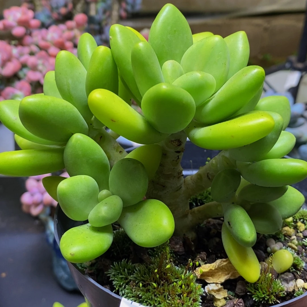163芒果奶12cm多肉