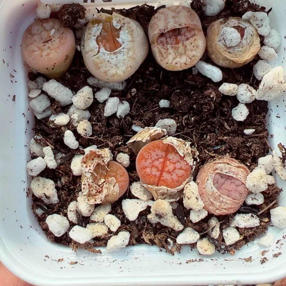 【闪购商品】1743……