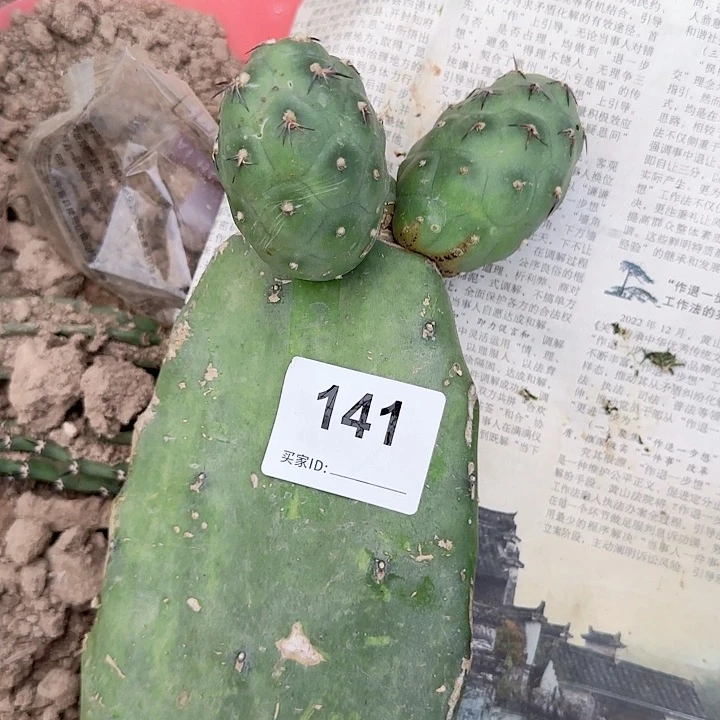 超巨型恐龙蛋141