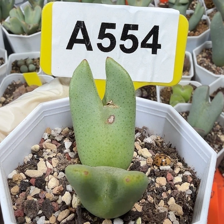 554mmmmmmmmmmmmmm