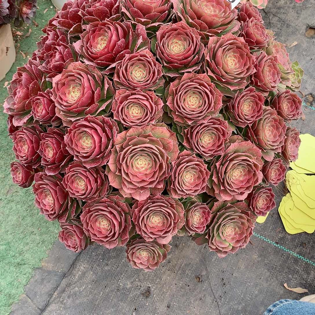 用****8690.沙拉碗多肉植物