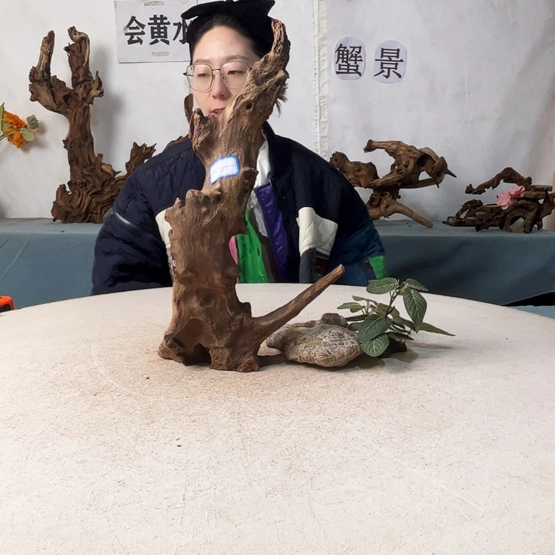 沉木造景爬宠造景