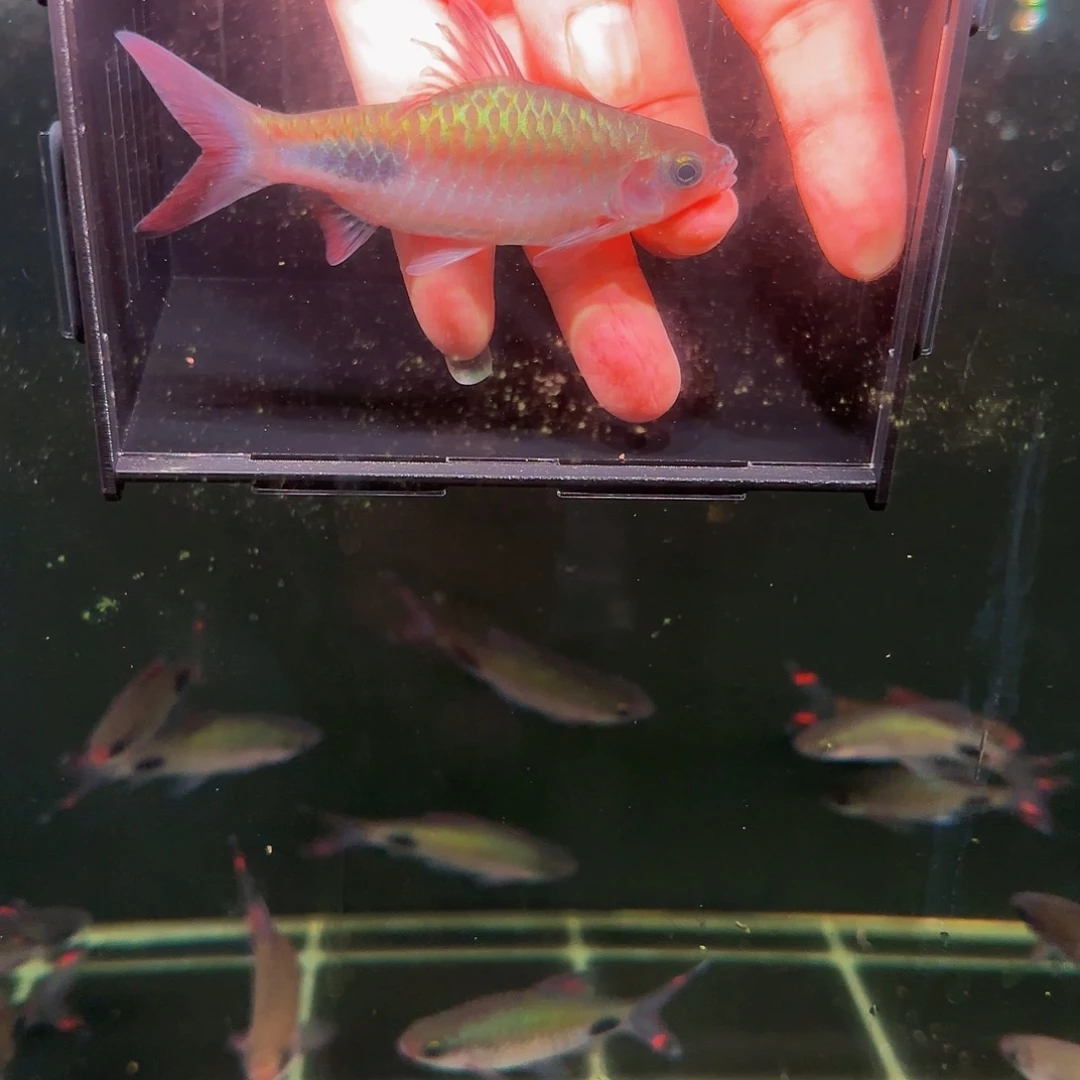 吉罗鱼彩虹道人公鱼10厘米左右