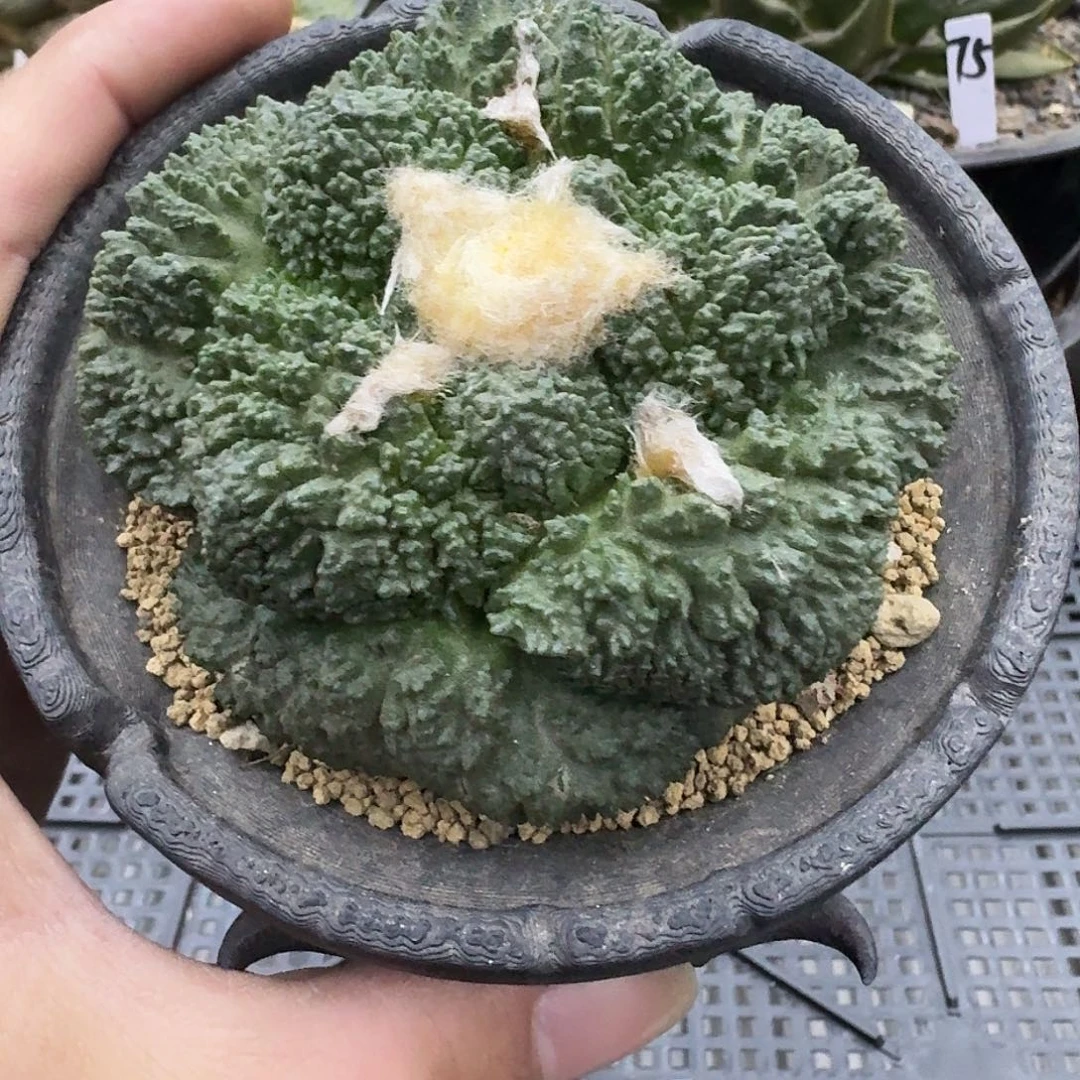 自根哥斯拉牡丹，暂未开根