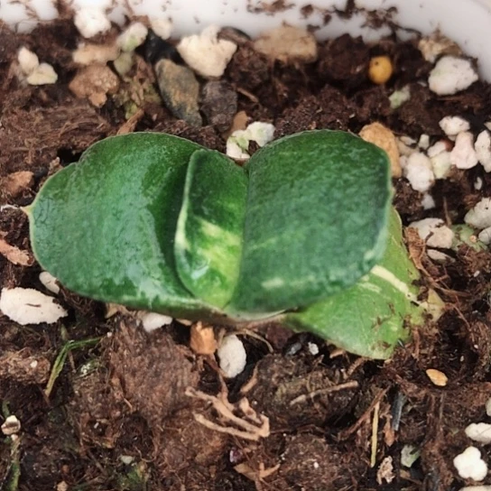 实生蜗牛锦带盆发货