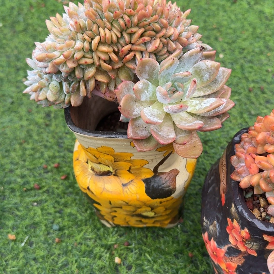 星影缀化一颗脱土